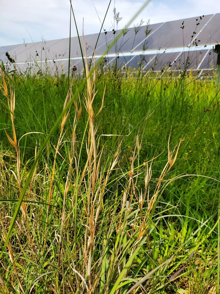 Green leaves in May