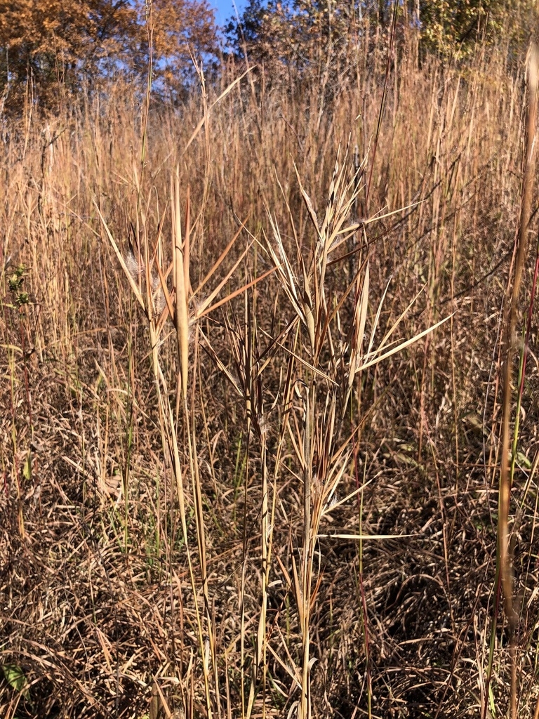 Form if the plant in November