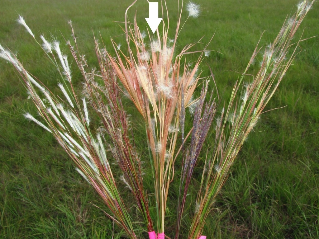 Inflorescence in Oct with white hairs