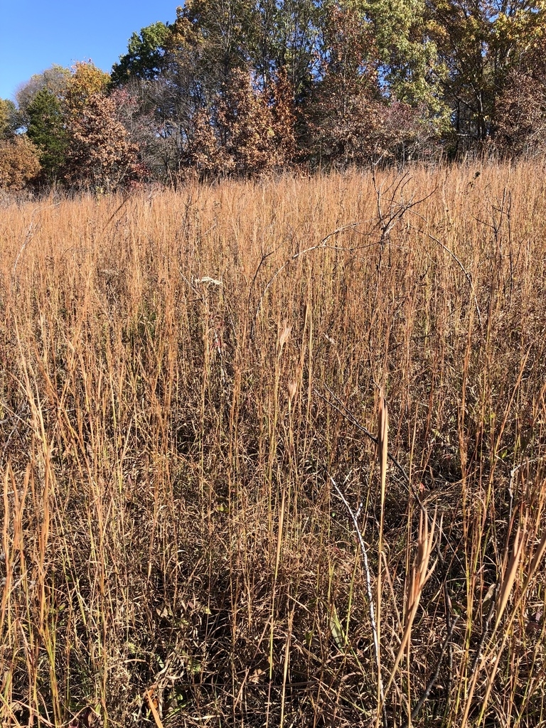 Large growth of the plants in Novenber