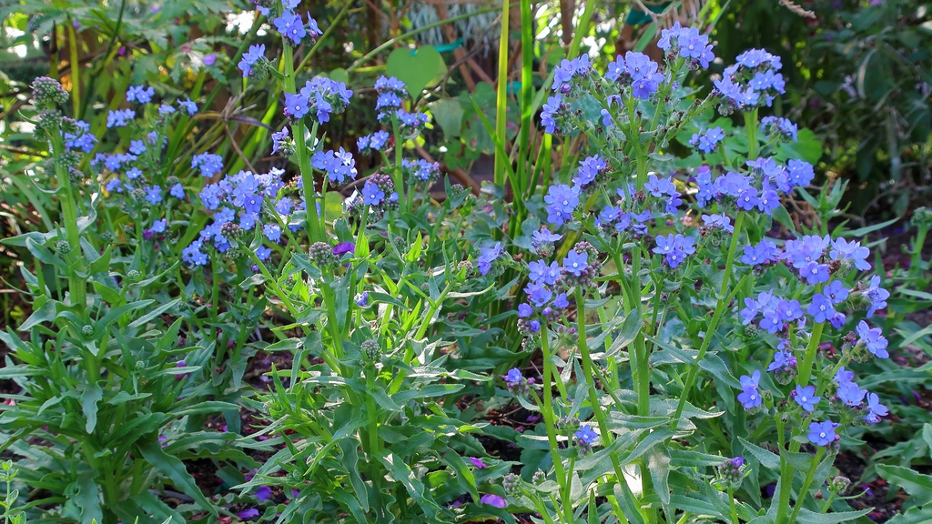 Flower