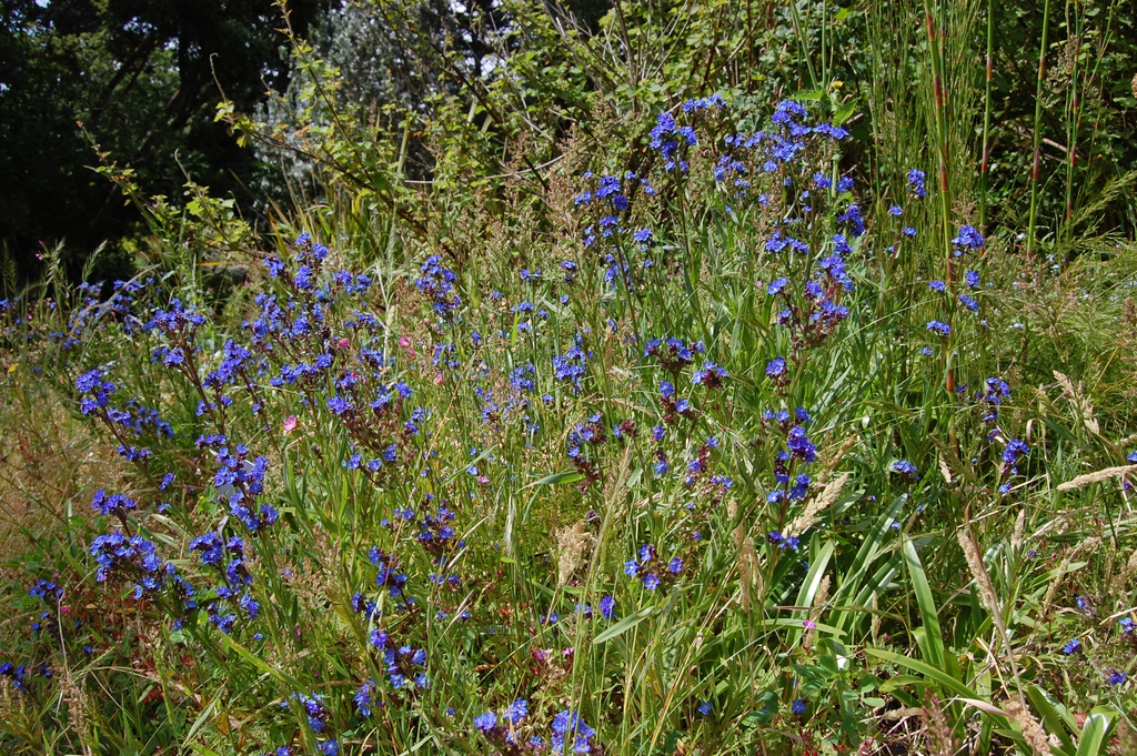 flower and form