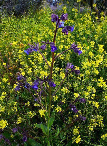 Anchusa azurea