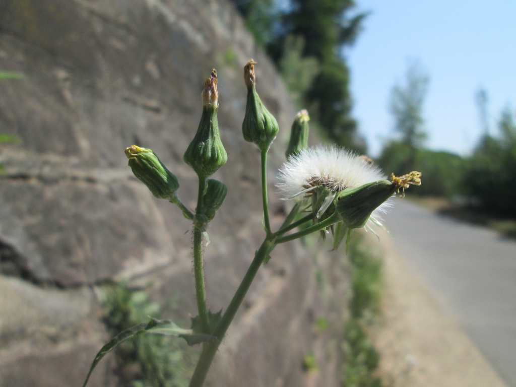 Sonchus asper