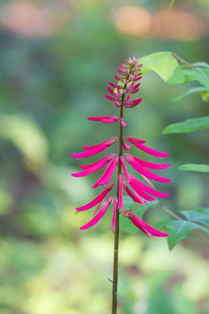 Coral Bean