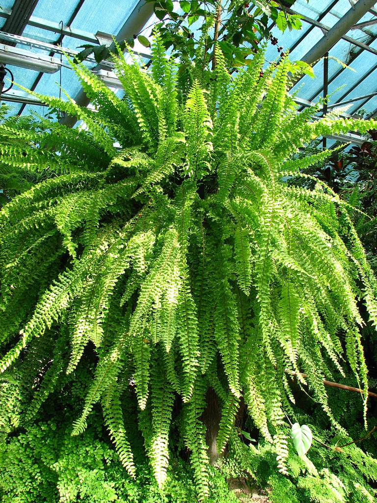 N. exaltata
