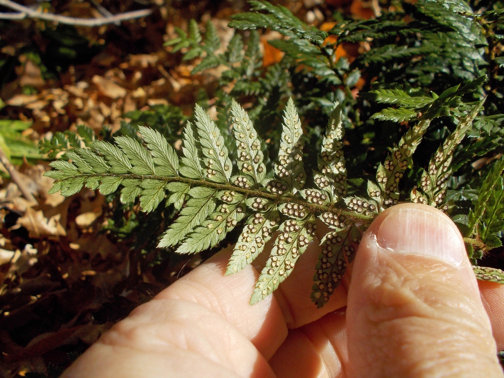 Polystichum tsus-simense