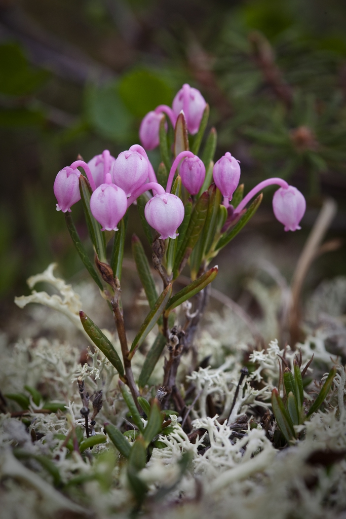 Andromeda polifolia