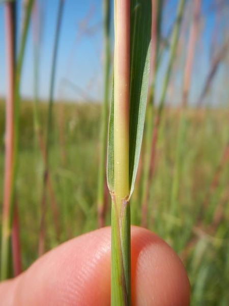 Andropogon gerardii
