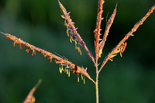 Andropogon gerardii
