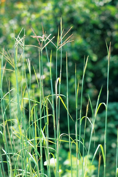 Andropogon gerardii
