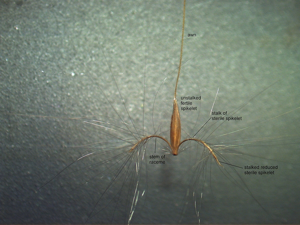 Close-up, labeled photo of a floret & associated structures.