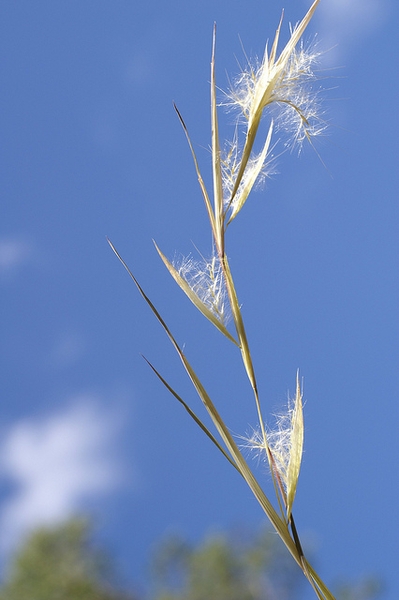 A single inflorescence with white, silky spikelets.