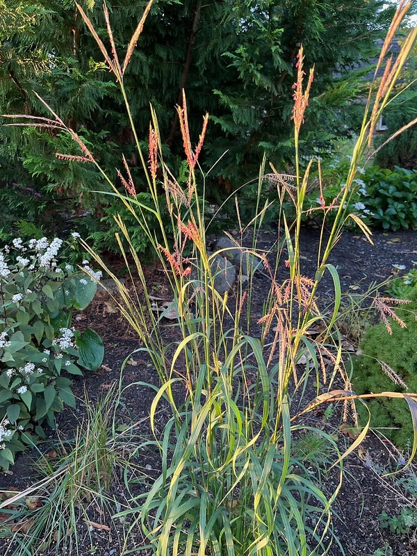 Clump of upright grass.