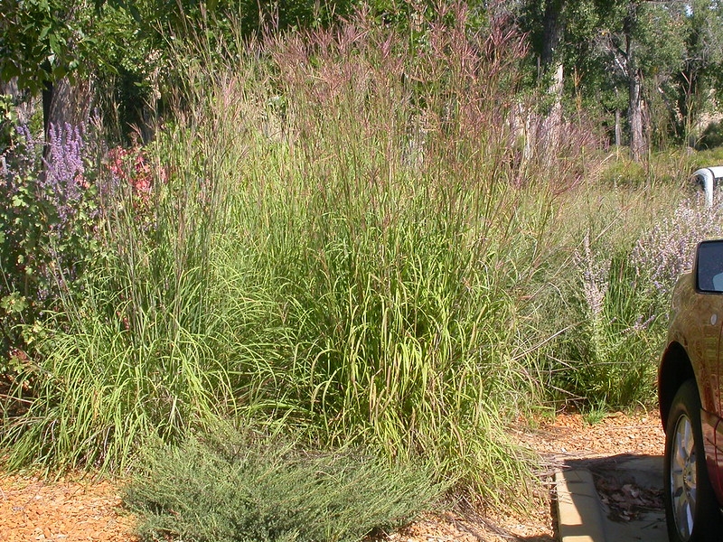 Large stand of grass next to a parking area.