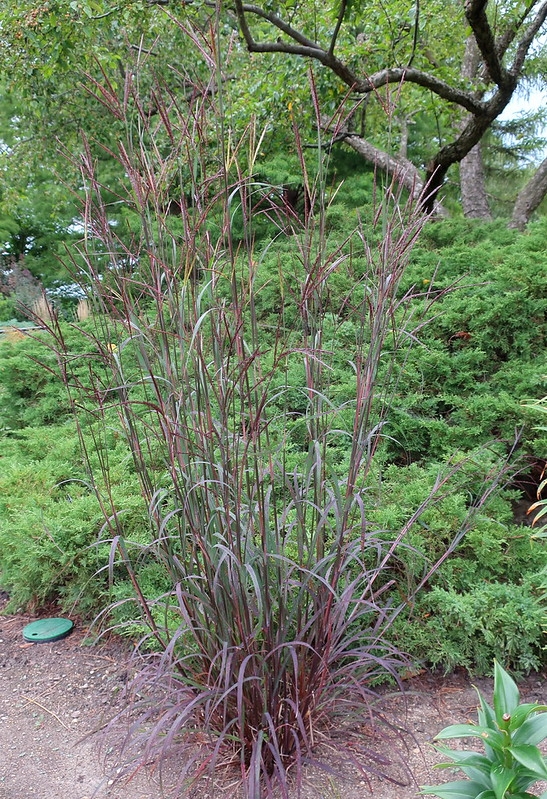 Upright clump of grass with purple foliage