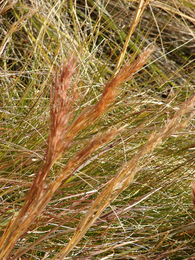 Inflorescence