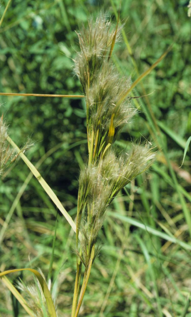 Close-of inflorescence.