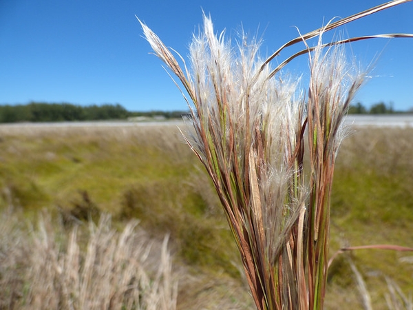 Tuft of grass with white fluffy inflorescences.