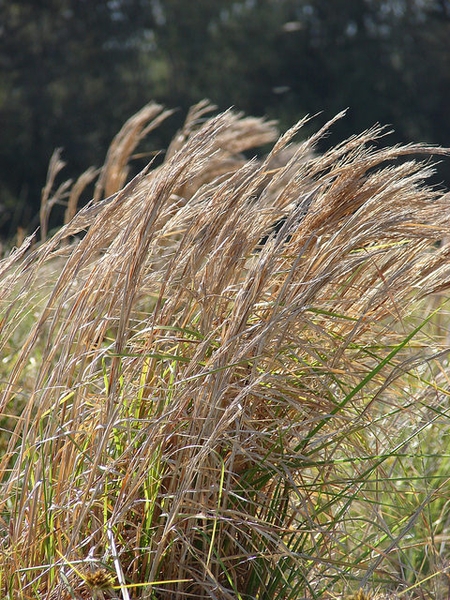 Tuft of grass with white fluffy inflorescences.