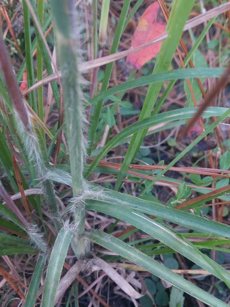 Close-up showing hairy stems and leaf sheaths.