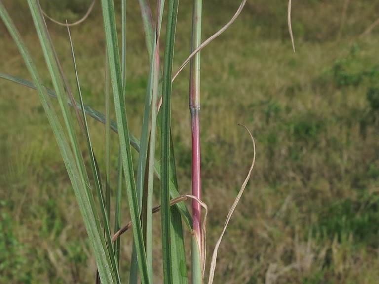 Leaves and stem