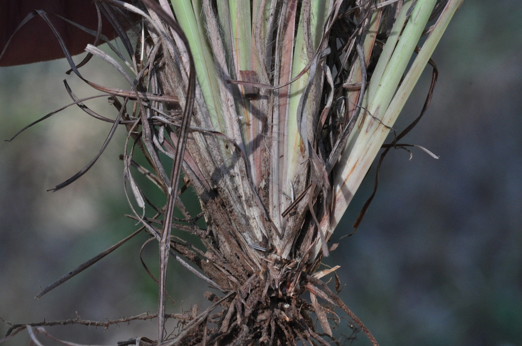 Base of plant