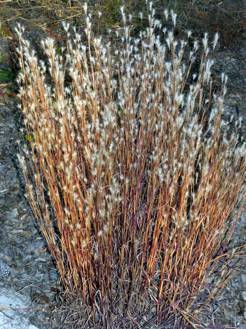 Form