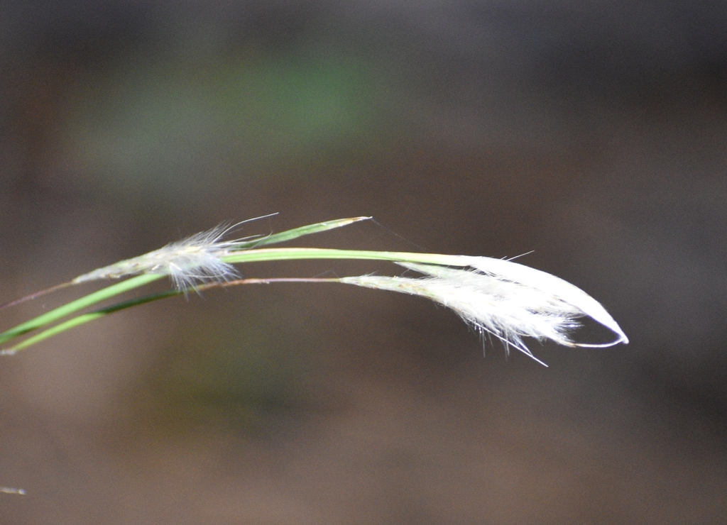 Stem