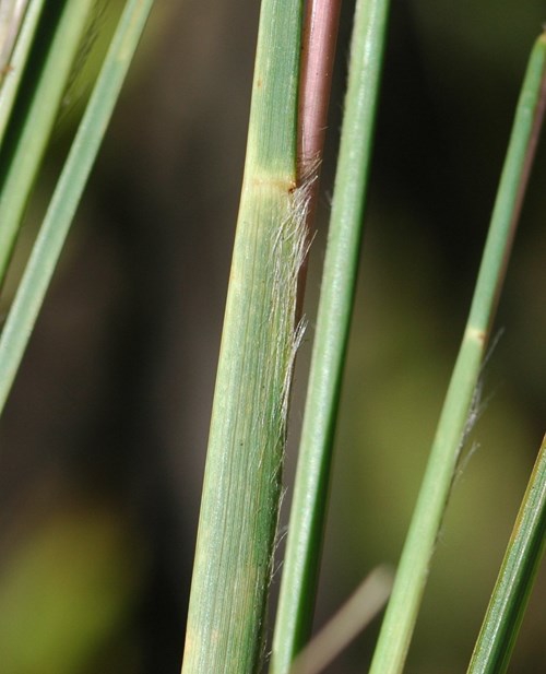 Leaves and stem