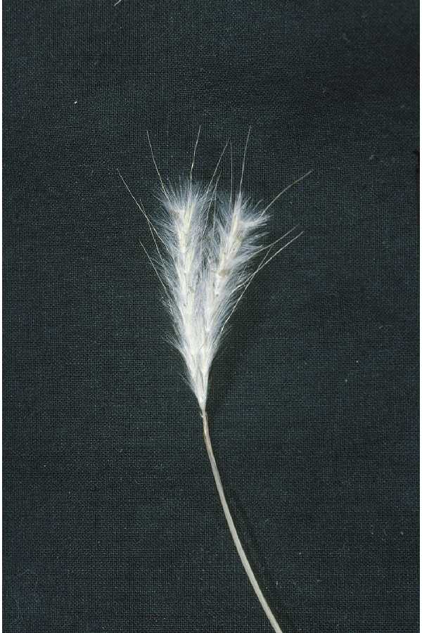 Seed head