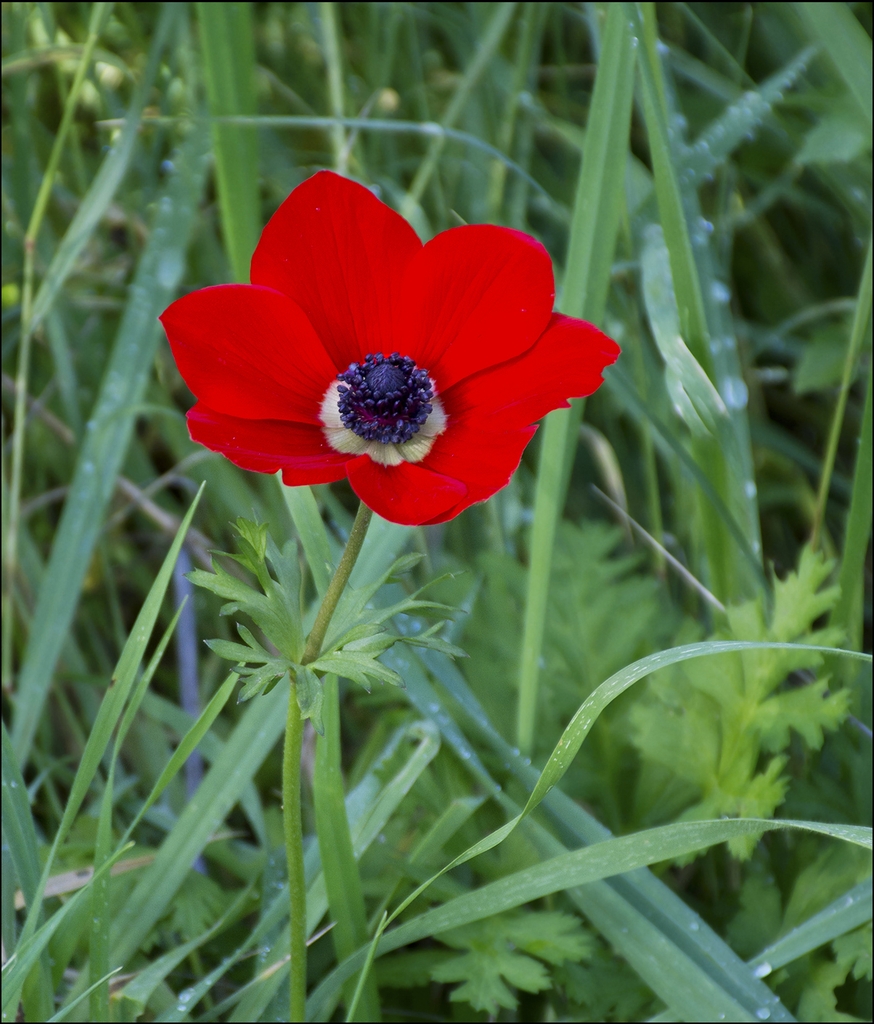 Red flower of the species