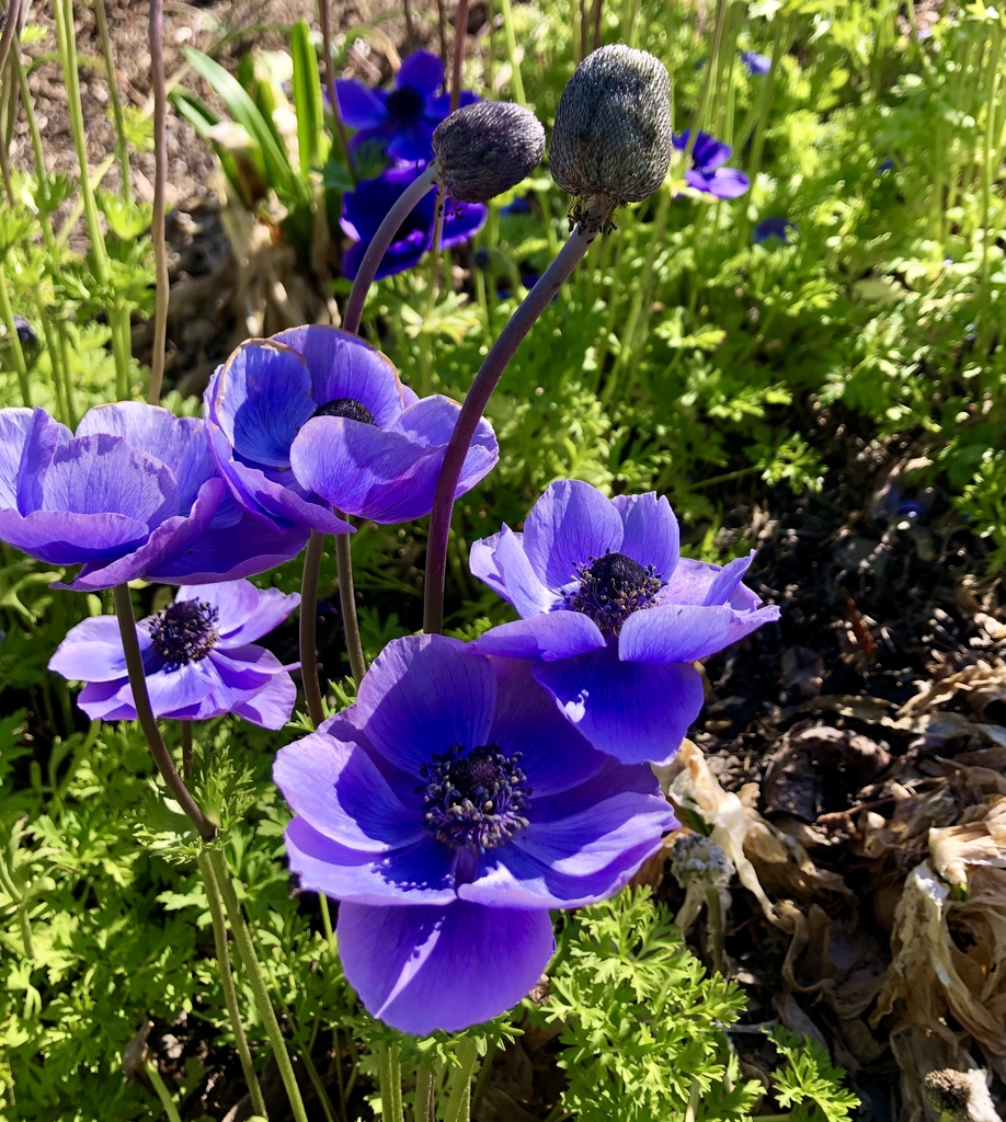 Blue flowers of a cultivar