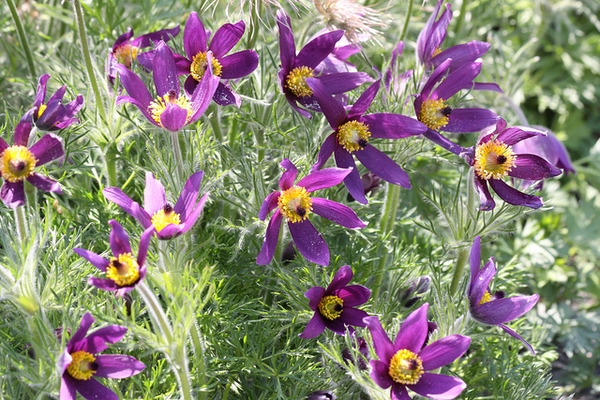 Anemone pulsatilla