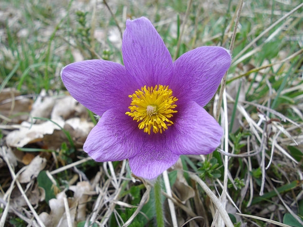 Anemone pulsatilla