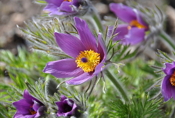 Anemone pulsatilla