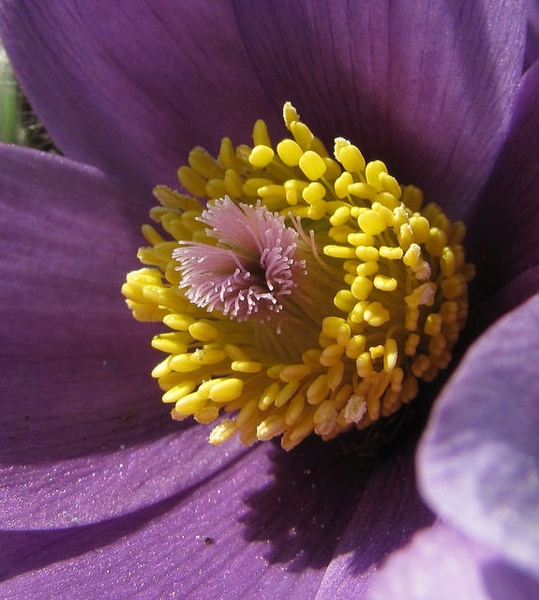 Anemone pulsatilla
