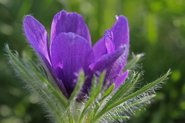 Anemone pulsatilla