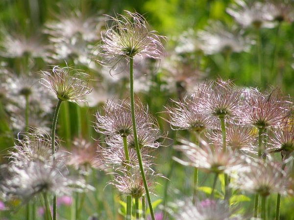 Anemone pulsatilla