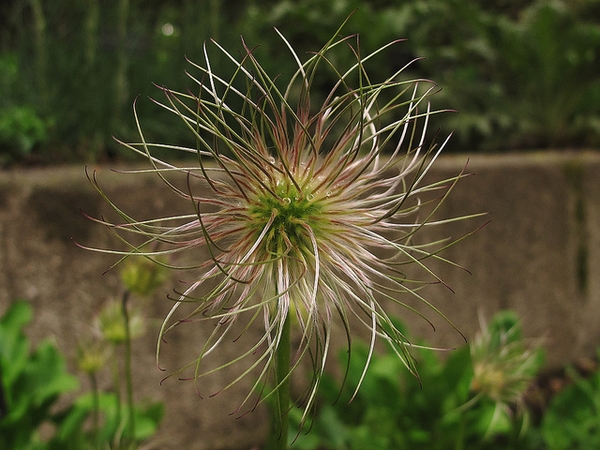 Anemone pulsatilla