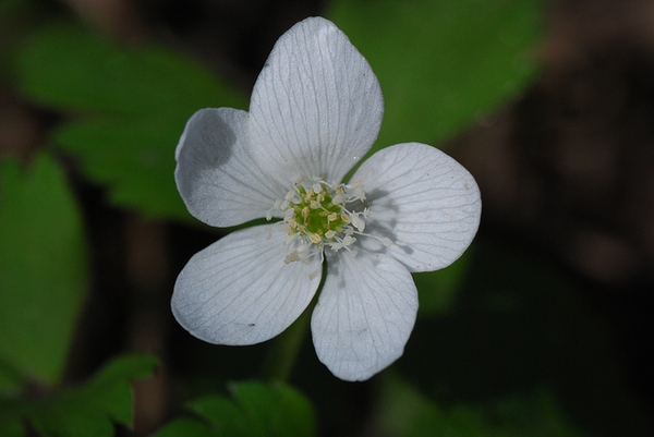 Five petaled white flower