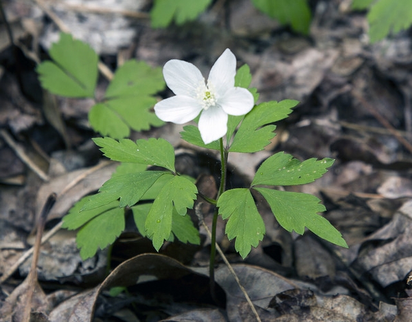 Flower and compound leaves divided into 5 segments