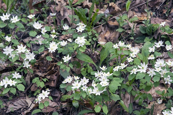 In a woodland setting