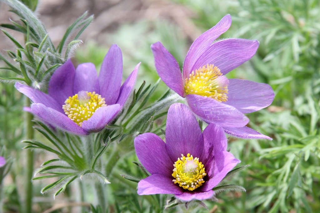 A. patens flower and leaves