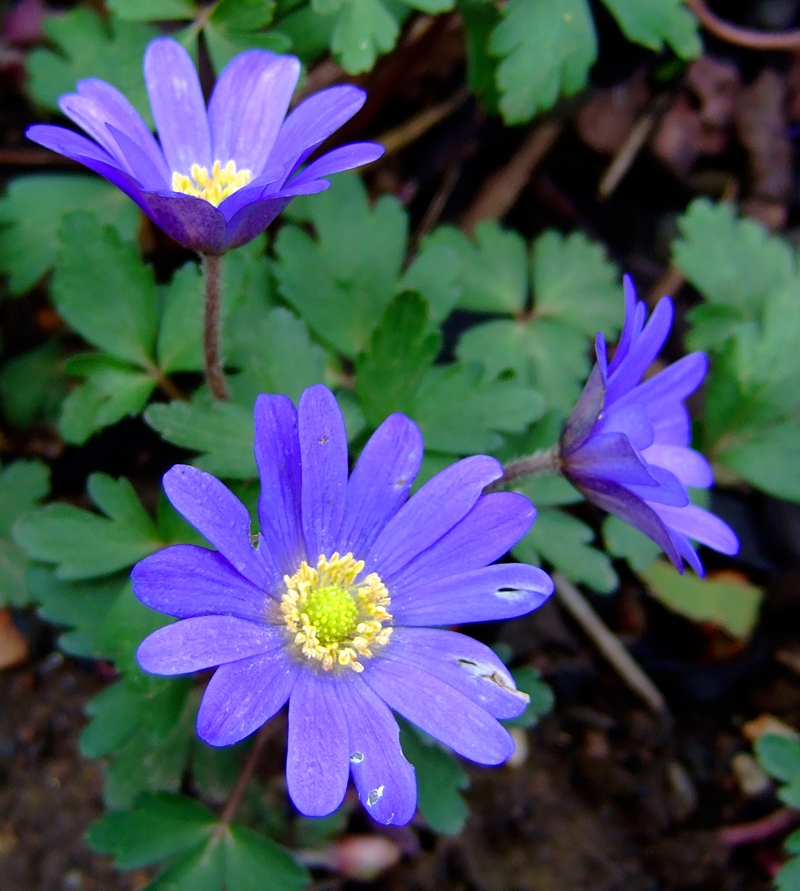 Flowers