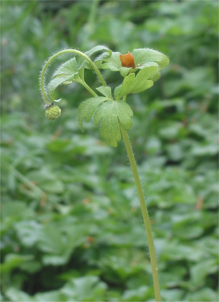 Stem, Leaves and fruit