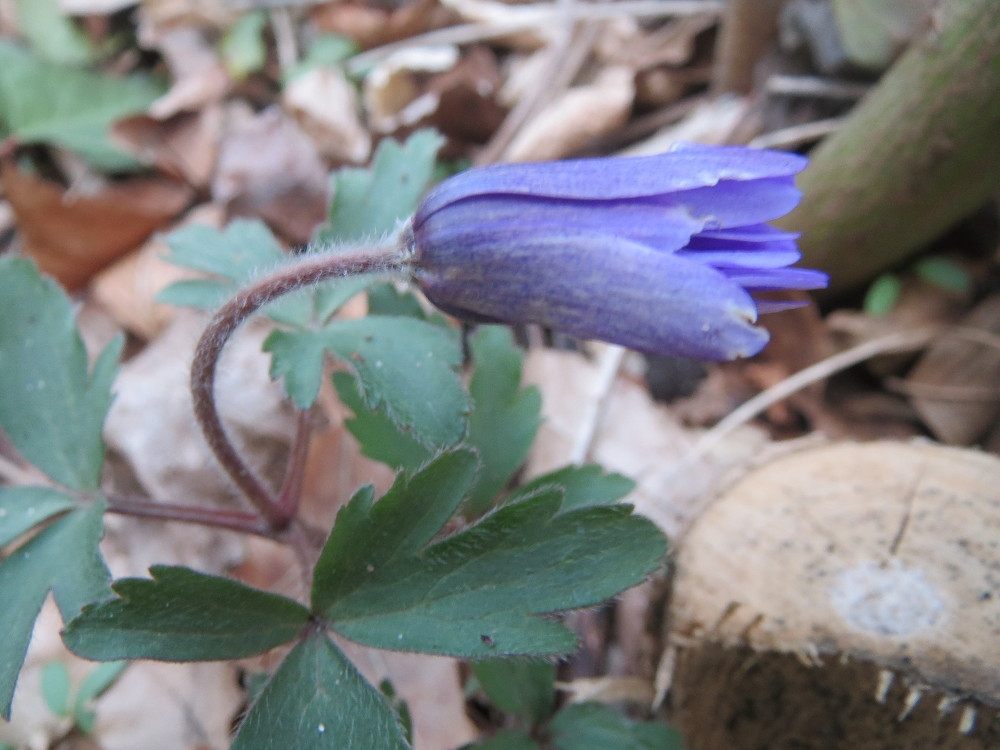 Buds