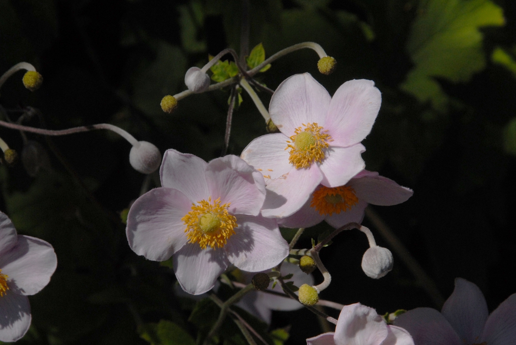 Anemone x hybrida 'September Charm'