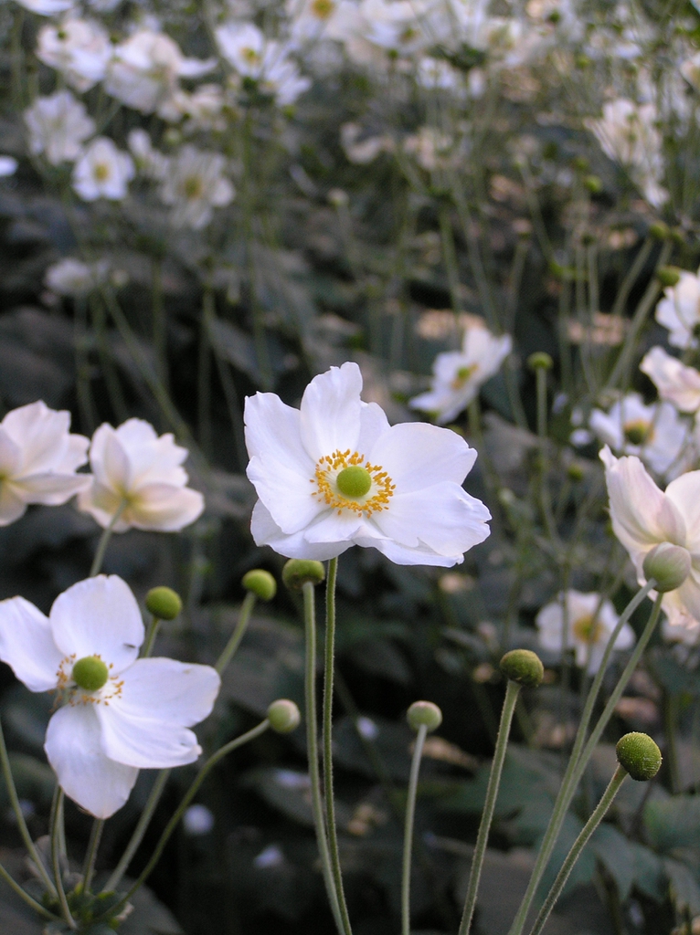 Anemone x hybrida 'Honorine Jobert'