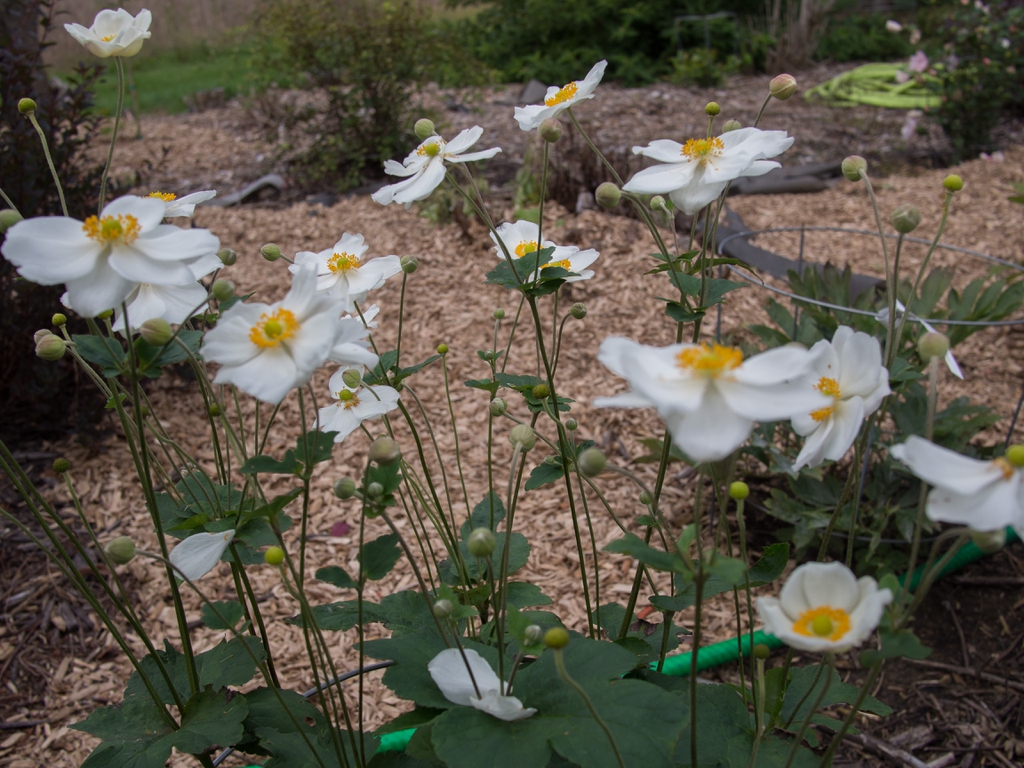 Anemone x hybrida 'Honorine Jobert'